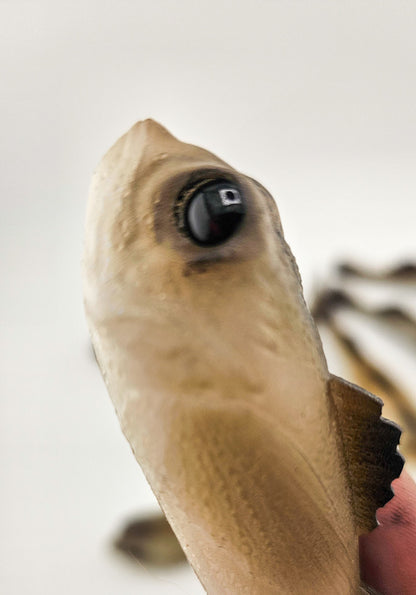 "GOOBER" SNACK PACK- (Golby/sculpin hybrid swimbait)